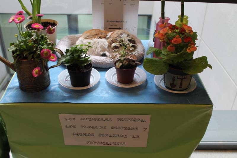 Semana Ciencias en Los Tilos